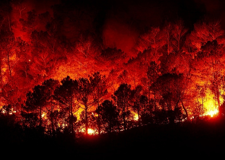 Forskarna menar att vi måste ta itu med grundorsakerna till bränderna.
BILD: Pixabay