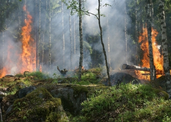 De viktigaste åtgärderna för att minska antalet skogsbränder i framtiden handlar om att på olika sätt återskapa mer varierade miljöer i både skog och mark.