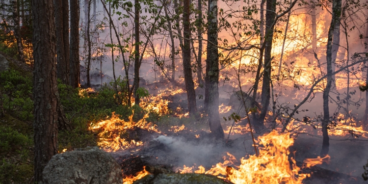 Ny studie: Skogsbränder i Sverige släpper ut mer kol än beräknat – särskilt från torv och organiska jordar under marken.